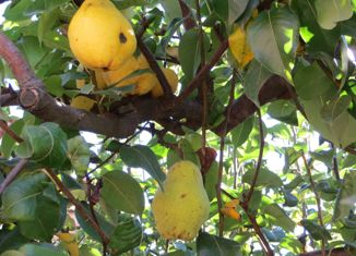 Продам таунхаус, 116 м2, поселок Садовый, улица Ленина