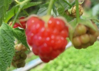 Продаю дом, 24 м2, СДТ Горный