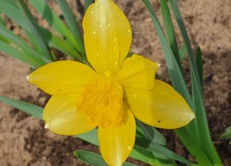 Продам дом, 30 м2, территория Максаковское