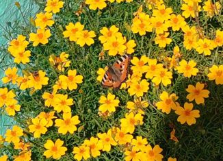 Дом на продажу, 16.5 м2, Улан-Удэ, 3-я улица, 162