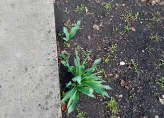 Продажа участка, 17 сот., село Петровское, улица Ленина