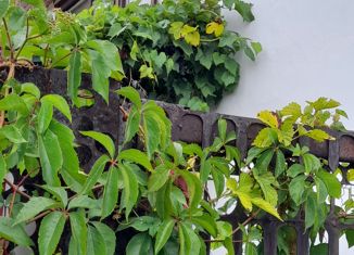 Продаю дом, 60 м2, СНТ Маяк