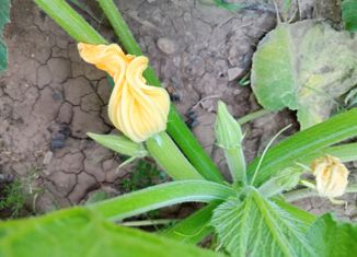 Участок на продажу, 6 сот., поселок Красный Сад, улица Павловой