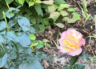 Продажа участка, 11.5 сот., деревня Перхурово