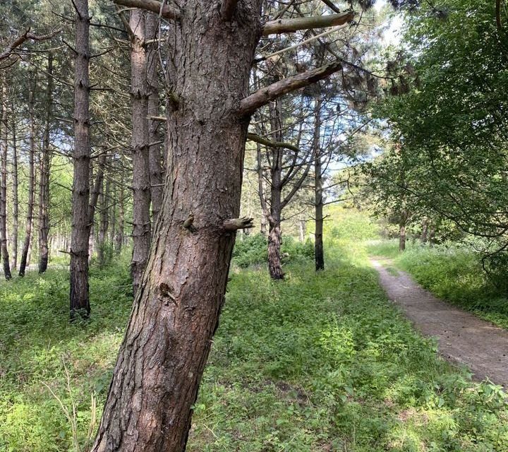 Купить Участок В Сокольниках Зеленоградский