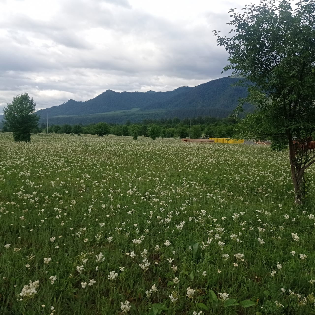 Село Узнезя Чемальский район